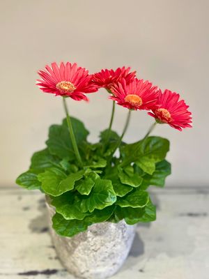 Barberton Daisy