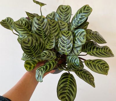 Fishbone prayer plant Fishbone prayer plant