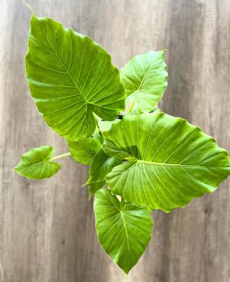 Dwarf Elephant Ear Dwarf Elephant Ear