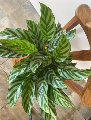 Freddy prayer plant Freddy prayer plant