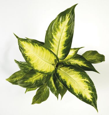 Leopard lily camille Leopard lily camille