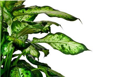 Leopard lily Exotica Leopard lily Exotica