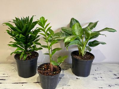 Low Light Plant Combo