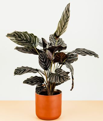 Pin Stripe Prayer Plant