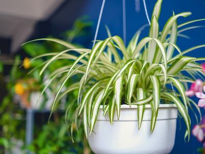 Spider Plant variegated