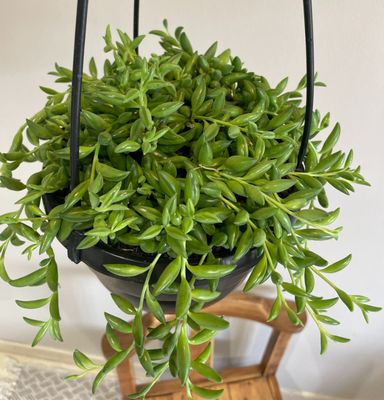 String of Bananas String of Bananas