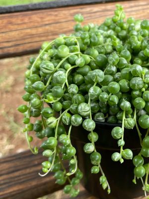 String of Pearls String of Pearls