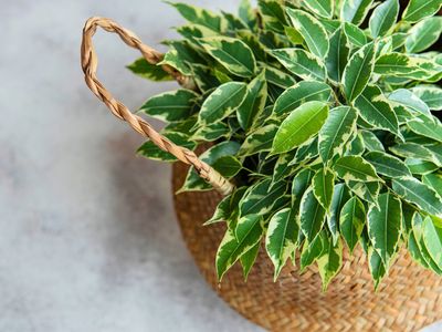 Weeping Fig Golden King Weeping Fig Golden King