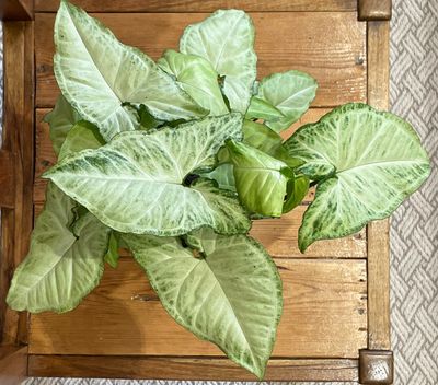 White butterfly arrowvine White butterfly arrowvine