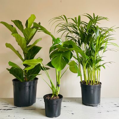 Fiddle Combo Fiddle Combo