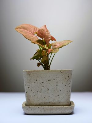 Watermelon Arrow Vine