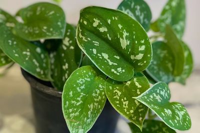 Satin pothos Satin pothos