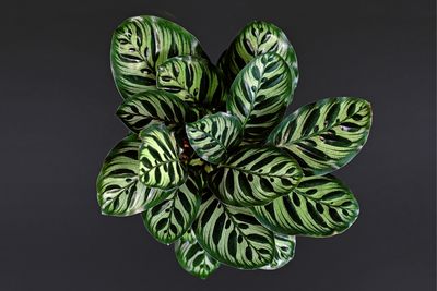 Makonyana Peacock Prayer Plant