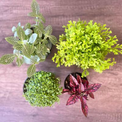 Terrarium Combo Terrarium Combo