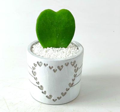 Sweetheart Wax Plant