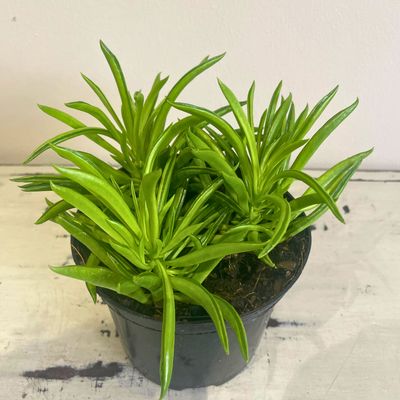 Happy Bean Happy Bean