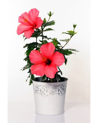 Hibiscus
