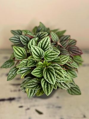 Olga Peperomia Olga Peperomia