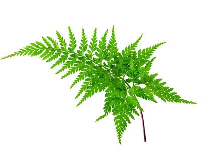 Leatherleaf fern Leatherleaf fern
