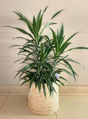 White Jewel corn plant Large White Jewel corn plant Large