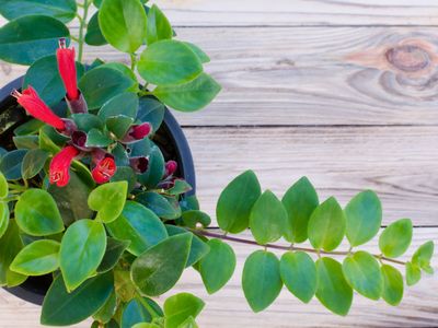 Lipstick plant Lipstick plant