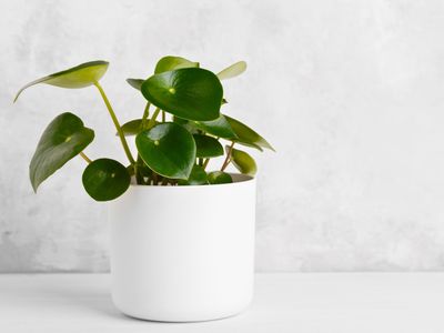 Raindrop peperomia Raindrop peperomia