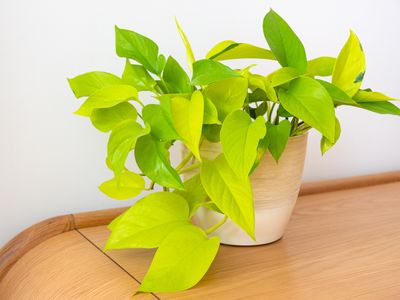 Diamond lime pothos Diamond lime pothos