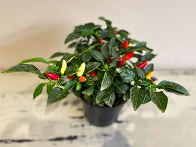 Chilli Acapulco
