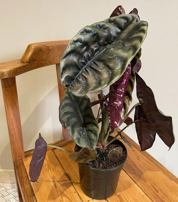 Red Jewel Elephant Ears