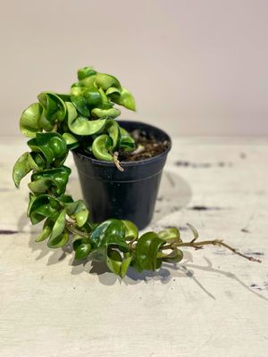 Krinkle kurl wax plant Krinkle kurl wax plant