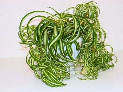 Spider Plant Yellow wave Spider Plant Yellow wave