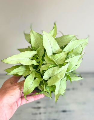 Holly Arrowvine Holly Arrowvine