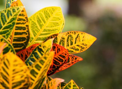 Croton - Joseph's Coat