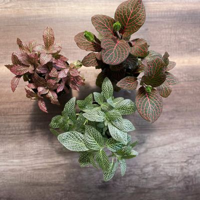 Mosaic Plant Trio Mosaic Plant Trio