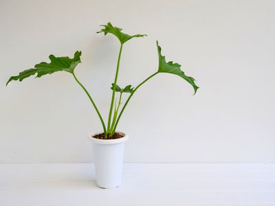 Split leaf Philodendron