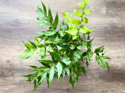 Holly fern Holly fern