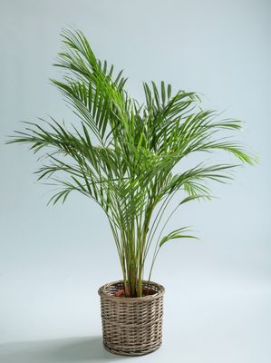 Bamboo Palm Large Bamboo Palm Large