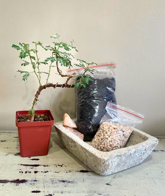 Bonsai DIY kit