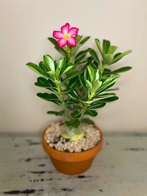 Impala lily bonsai