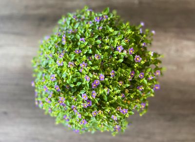 Persian Violet Persian Violet