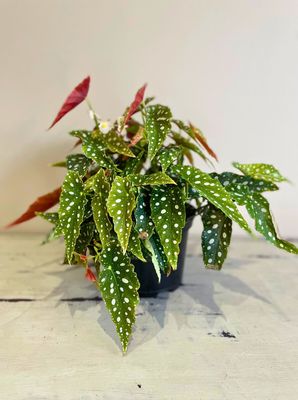 Silver spot Begonia