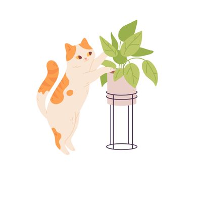 Pet friendly plants
