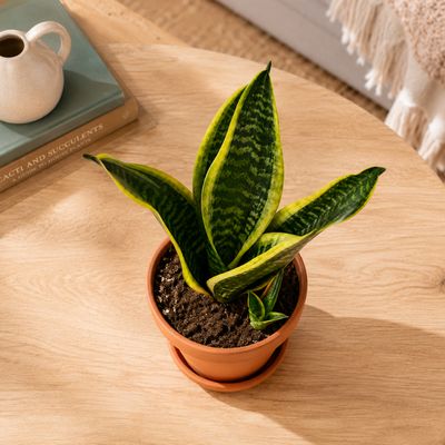 Snake Plant Golden Futura