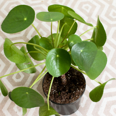 Chinese Money Plant