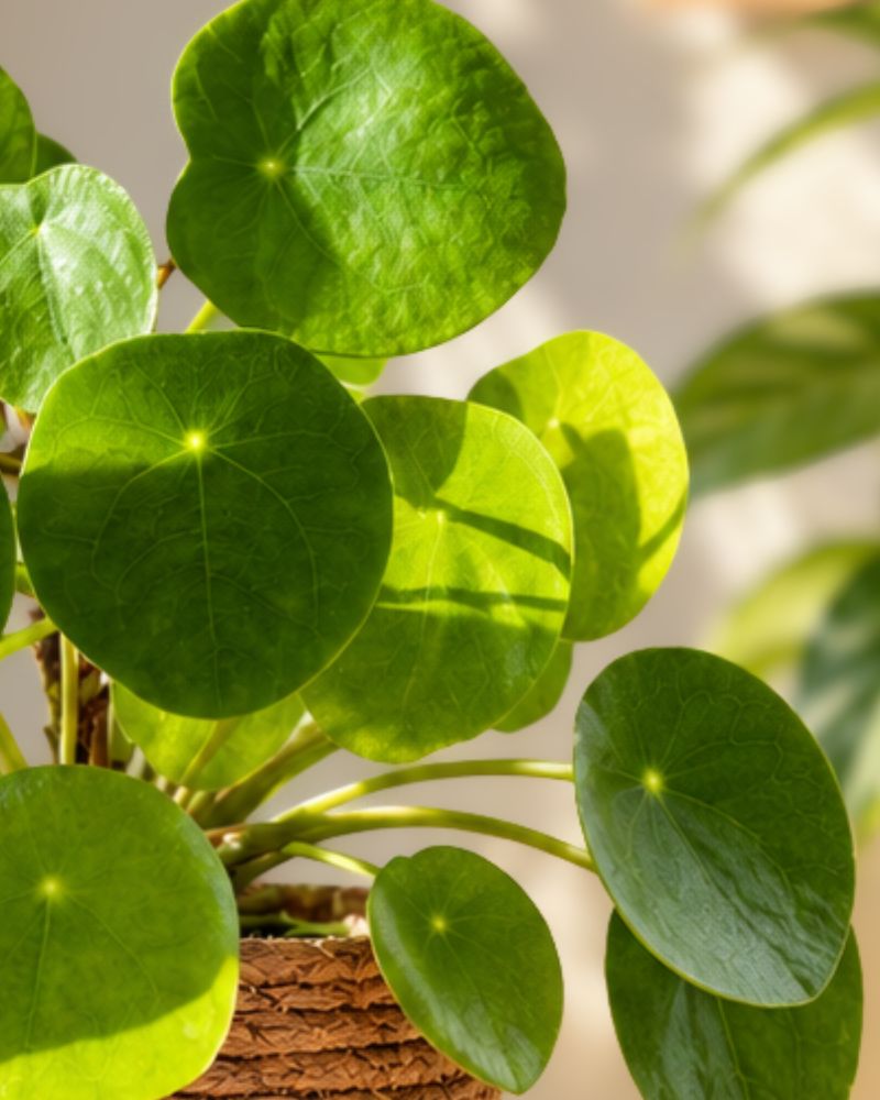 Chinese Money Plant small