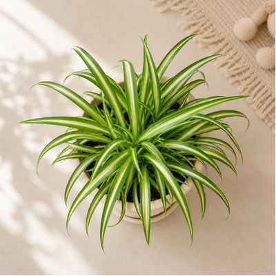 Spider Plant variegated