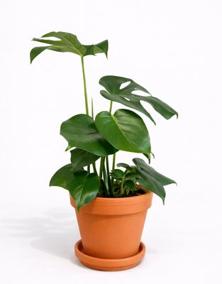 Terracotta Pots