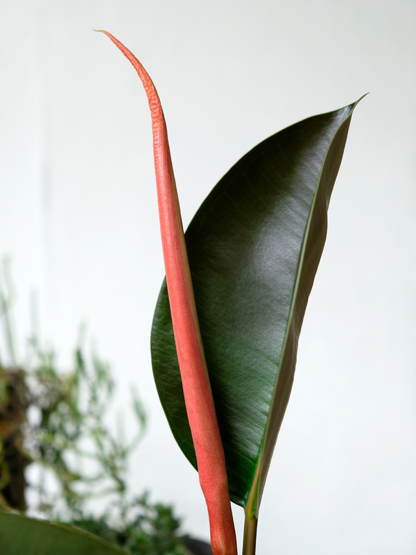 Rubber Plant small