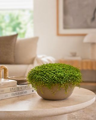 Peace in the Home