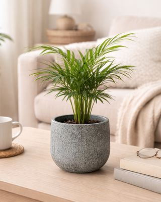 Love Palm / Parlour Palm Mini